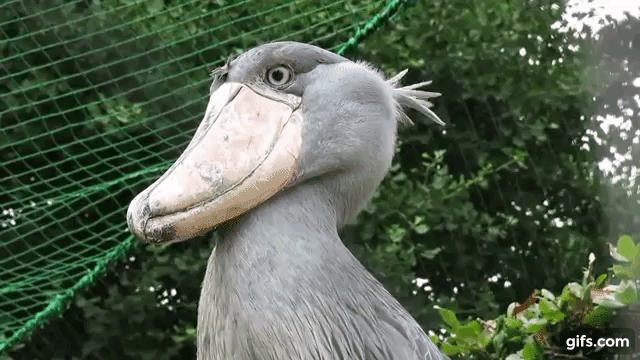 Shoebill 2